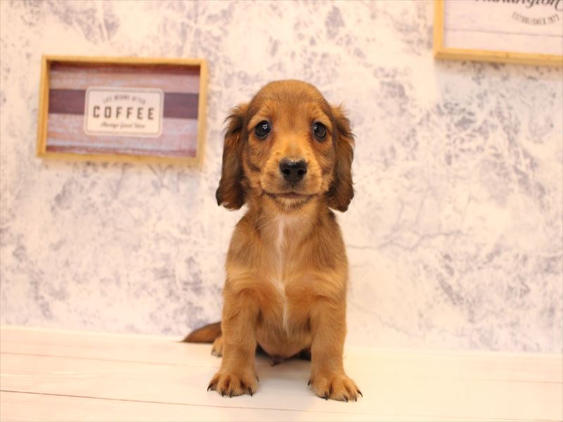 イヌ - 町田多摩境店 | ペッツワン